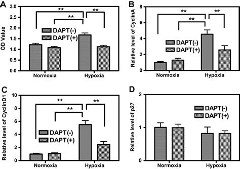 Notch Signaling Pathway Regulates Proliferation And Differentiation Of