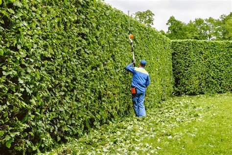 Une clôture végétale tout savoir sur la plantation et l entretien des