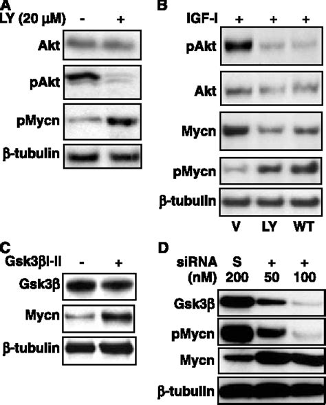 Figure 1 From Neuroblastoma Mycn Protein And Blocks Malignant