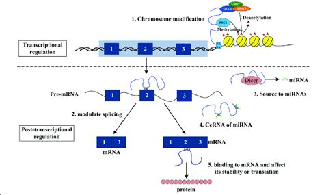 Mechanisms Of Lncrna Functions Chromosome Modification The Lncrna