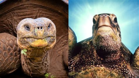 What's the Difference Between a Tortoise and a Turtle? | HowStuffWorks