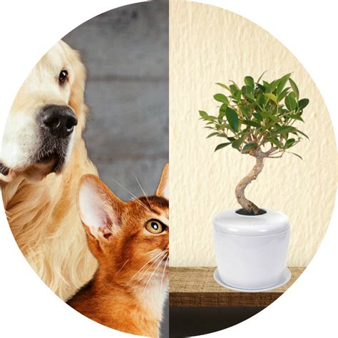 Pet Urn Bio Urn For Pets Pet Ashes Tree The Living Urn