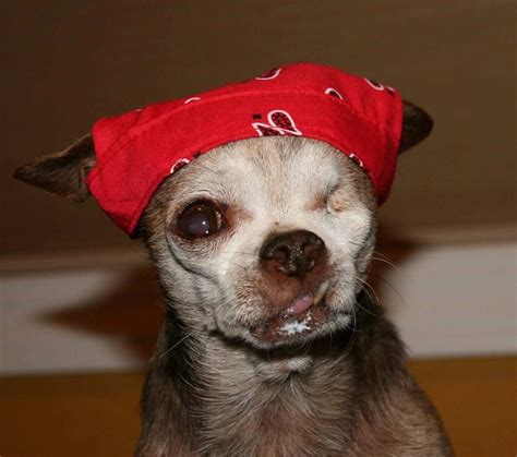 Teddy Wears Harleys Doo Rag Pet Birds Cute Chihuahua Cute Dogs