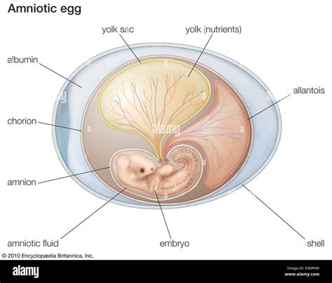 Embryo amniotic sac hi-res stock photography and images - Alamy