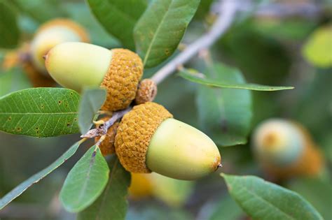 Canyon Live Oak | native nut trees for sale | Native Foods Nursery