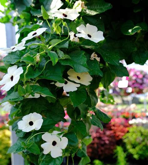 White With Eye Black Eyed Susan Vine John Scheepers Kitchen Garden Seeds