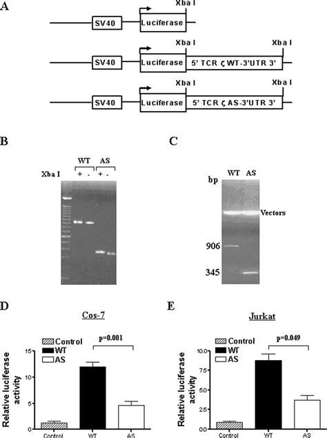 Decreased Stability And Translation Of T Cell Receptor Mrna With An