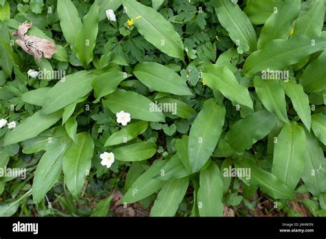 Wild Allium Ursinum Known As Ramsons Buckrams Wild Garlic Broad