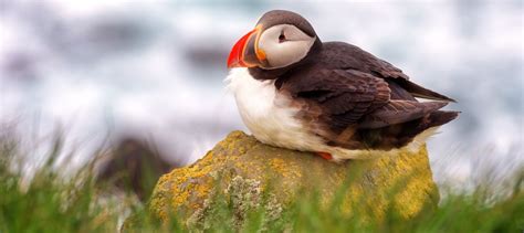 Audubon Puffin Project in Rockland Maine