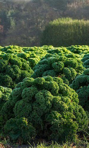 Капуста кудрявая Грин Витамин (цв.пак.) УД