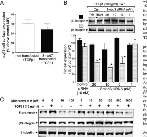 Effect Of Tgf On V Expression Is Smad And Sp Independent A