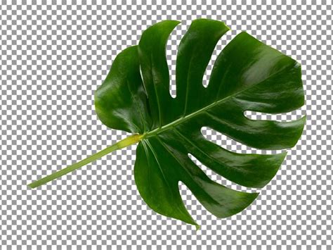 Folha Tropical Isolada Em Fundo Transparente Psd Premium