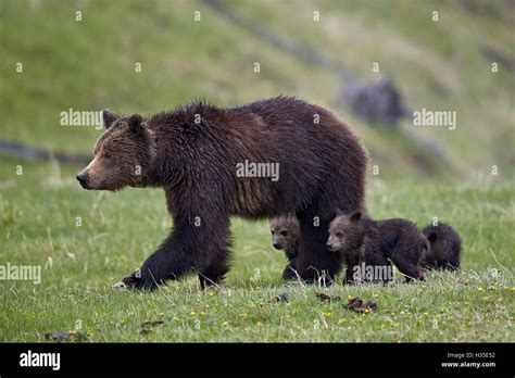 Grizzly Bear Yellowstone High Resolution Stock Photography And Images