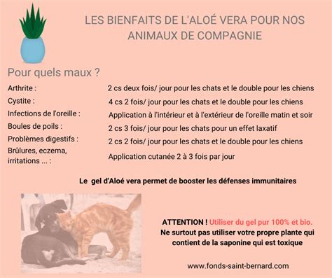 Les bienfaits de laloé Vera pour nos animaux de compagnie Le Fonds