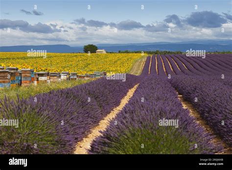 Beehives In A Sunflower Field Sunflowers Lavender Field Lavender