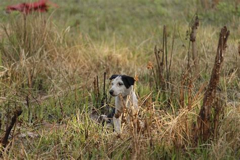 Cachorro Fofinho Preto - Foto gratuita no Pixabay - Pixabay