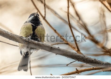 Ai Tiny Tits Images Stock Photos D Objects Vectors Shutterstock