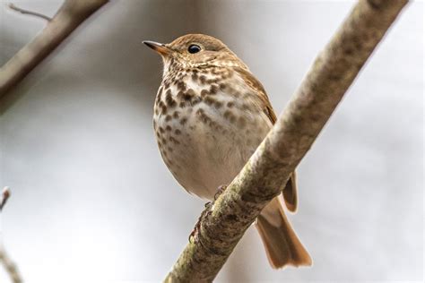 How to Attract Thrushes to Your Yard