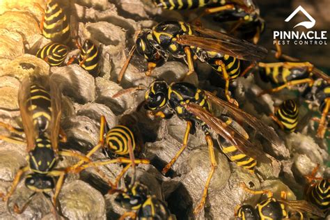 Hornets Vs Wasps Nests