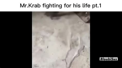 Top Dangerous Mr Krabs XVIDEOS