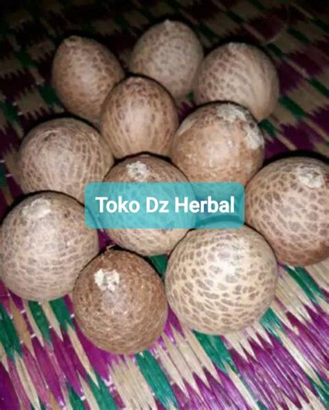 Jual Biji Buah Pinang Tua Kg Di Lapak Toko Dz Herbal Bukalapak