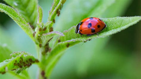 Ask A Gardener - Aphids - O'Toole's Garden Centers