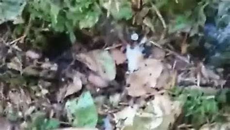 Wixxen Im Wald Gay Masturbation Porn Video XHamster