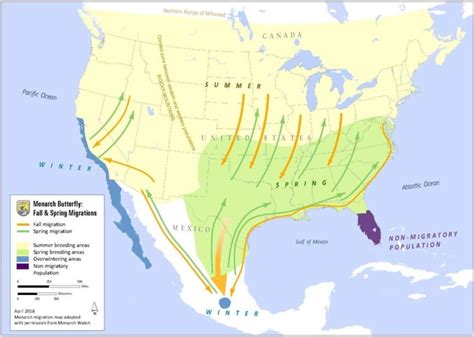 how do monarchs know where to migrate