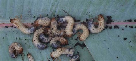 White grub larvae. Photo by Justin Okolle. | Download Scientific Diagram