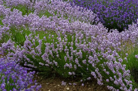 English Lavender: A Growing Guide | Garden Design