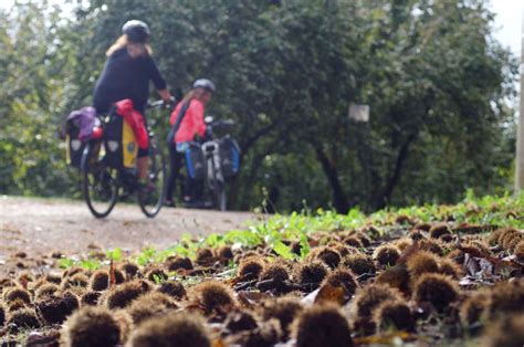 Orvieto Y Civita Di Bagnoregio Tour Privado En E Bike GetYourGuide