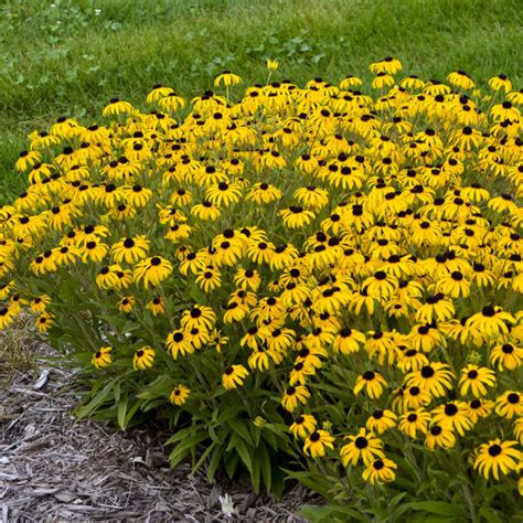 Yellow Perennial Flowers