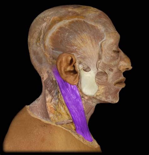 Muscles Of The Face Head And Neck Human Anatomy Flashcards Quizlet