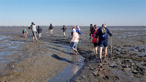 Wattenmeer Natur Erleben An Der Nordsee Ndr De Ratgeber Reise