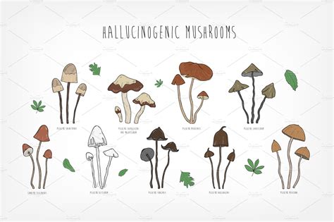Set of hallucinogenic mushrooms | Food Illustrations ~ Creative Market
