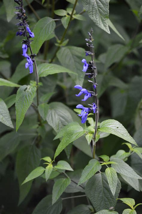 The Many Faces Of Salvia Beautiful Butterfly And Hummingbird