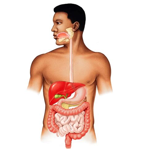 W3 Digestive System Structure Diagram Diagram Quizlet