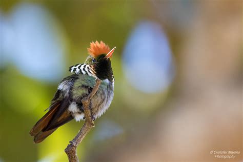 Frilled Coquette Topetinho Vermelho Lophornis Magnificus Flickr