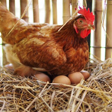 Que Donner A Manger Aux Poules Pour Qu Elles Pondent