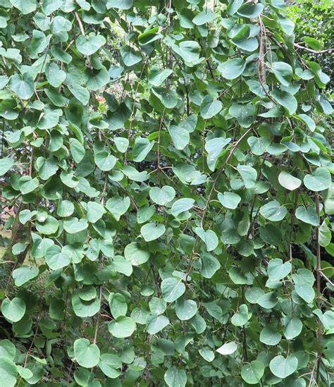Cercidiphyllum japonicum - Trees and Shrubs Online