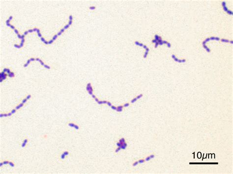 Streptococcus Mutans