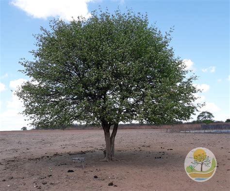 Projeto Caatinga Informações Gerais