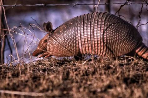 How to Get Rid of Armadillos in Florida | Hutch and Cage