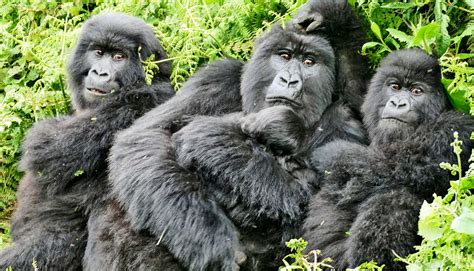 Gorilla Family Tree
