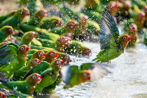 HD wallpaper: water drops, parrot, animals, colorful, nature, birds, flying | Wallpaper Flare