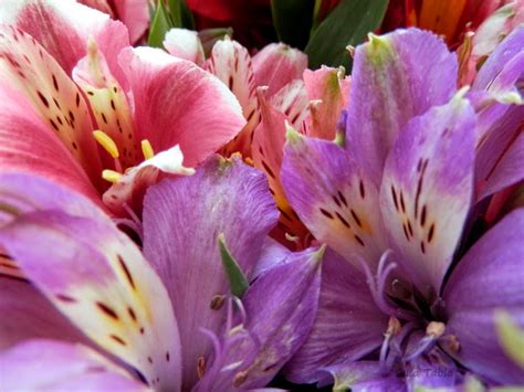 Alstroemeria Hybrida De Flor En Flor El Blog De La Tabla