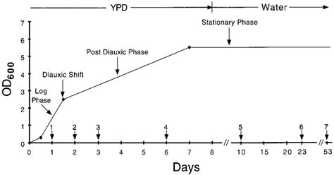 Definition Of Growth Phases Representative Growth Curve Of A Wild Type Download Scientific