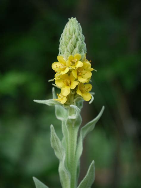 Common mullein (Verbascum thapsus) | Identify that Plant