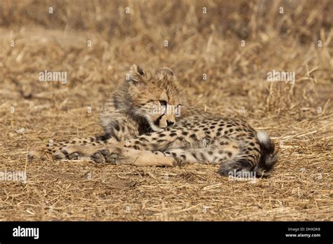 Junger Gepard Undicht Fotos Und Bildmaterial In Hoher Aufl Sung Alamy