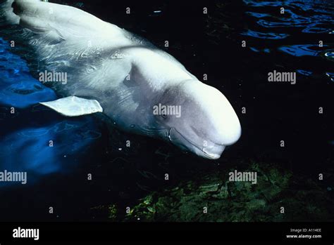 Closeup Of The Bumphead Of A Beluga Whale Delphinapterus Leucas In A